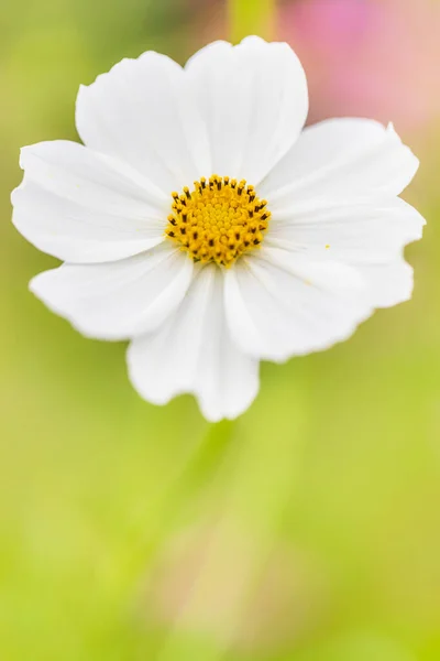 Cosmos Flower Showa Kinen Park — Stock Photo, Image