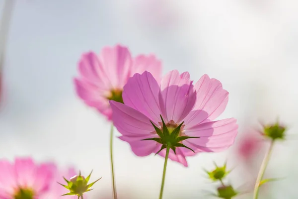 Flor Del Cosmos Parque Showa Kinen — Foto de Stock