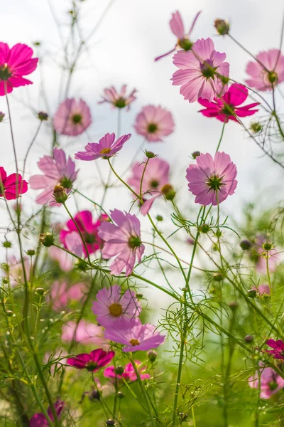 Kosmos Blume Showa Kinen Park — Stockfoto