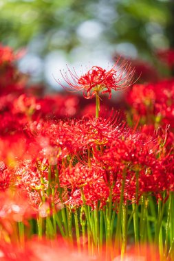 Kinchakuda 'da Lycoris radiata (Kızıl Örümcek zambağı)