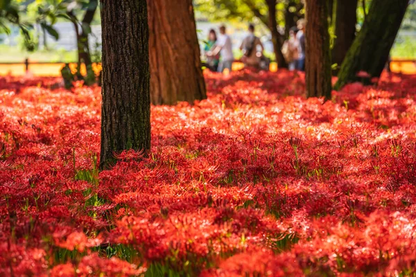 Lycoris Radiata Rote Spinnenlilie Bei Kinchakuda — Stockfoto