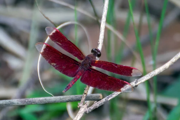 Schöne Rote Libelle Auf Einem Ast — Stockfoto