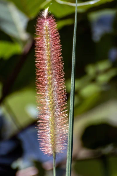 Planta Polinizada Por Vento Cenchrus Compressus — Fotografia de Stock