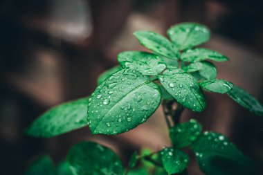 Yağmurlu bir günün ardından, su damlalarıyla küçük yeşil yapraklar..