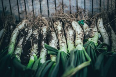 Genç bir Katalan soğanı, tipik katalan yemeği. Onlar romesco sosuyla yenir..