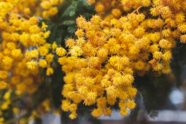 Весенние Цветы Мимозы Природа — стоковое фото