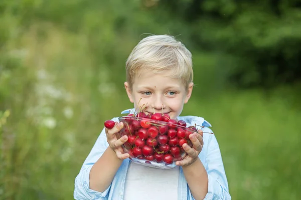 Gesunde Bio Kirschen Sommererntezeit — Stockfoto