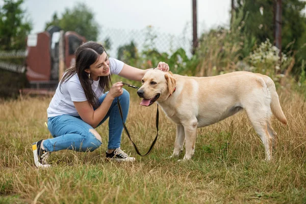 Energický Labrador Retrívr Pes Hraje Běží Skáče Svou Milenkou Louce — Stock fotografie