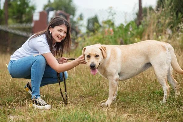 Energický Labrador Retrívr Pes Hraje Běží Skáče Svou Milenkou Louce — Stock fotografie