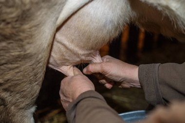 Brezilya 'nın küçük kırsal kesimlerinde el yapımı süt sağma.