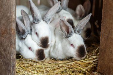 Birçok genç beyaz ve siyah tavşan annelerini kafese koydular. Çiftlikte hayat.