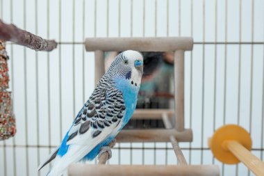 Komik muhabbet kuşu. Şirin mavi papağan kafeste oturup aynayla oynuyor. Komik evcil kuş ve oyuncakları