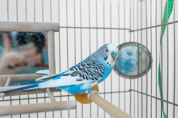 Grappige Grasparkiet Schattige Blauwe Budgie Papegaai Zit Kooi Speelt Met — Stockfoto