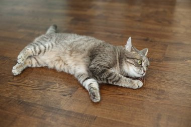 Yerde yatan güzel kedi. Evcil hayvan kavramı.