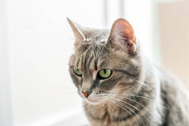 Güzel kedi odada yerde yürüyor. Evcil hayvan konsepti.