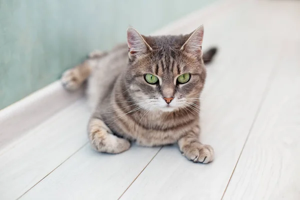 아름다운 고양이 바닥에 동물에 — 스톡 사진