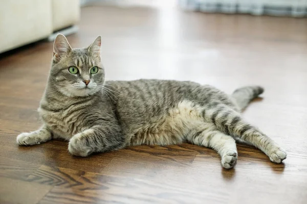 아름다운 고양이 바닥에 동물에 — 스톡 사진