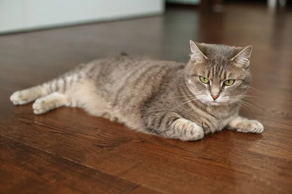 Schöne Katze Auf Dem Boden Liegend Konzept Der Haustiere — Stockfoto