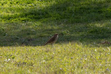 Çimlerin üzerinde sessiz bir kuş