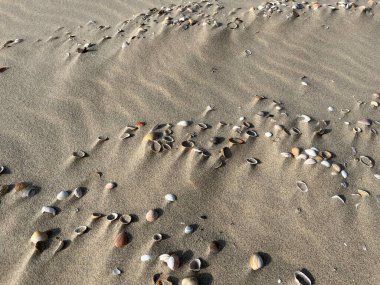Kumsalda deniz kabukları.