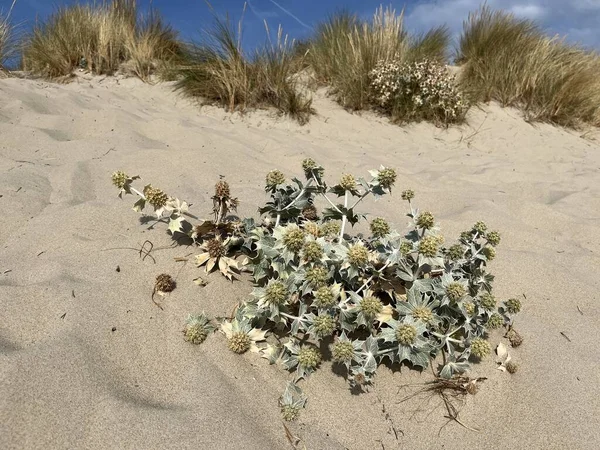  Kum tepelerine bitki dikmek. Kumsaldaki kumda bitki yetiştirmek..