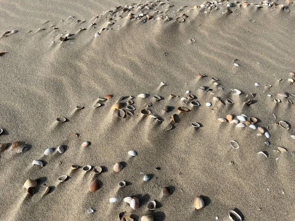 Kumsalda deniz kabukları.