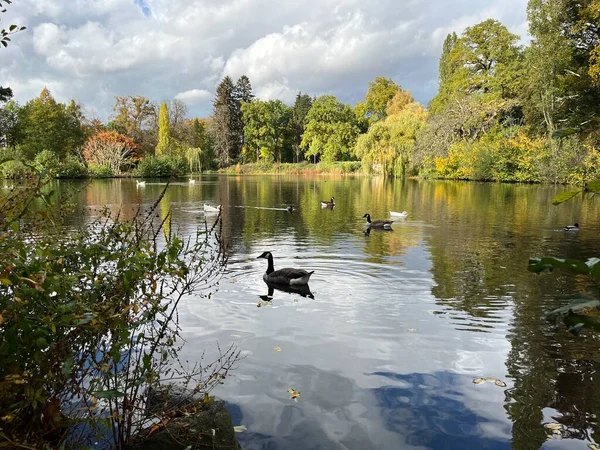 Nehirde sarı yapraklı ağaç; Bltter am See