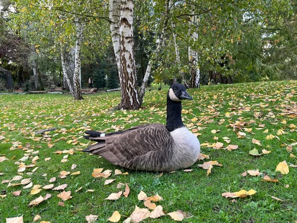 Nehirde sarı yapraklı ağaç; Bltter am See