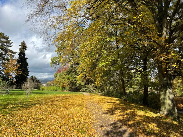 Nehirde sarı yapraklı ağaç; Bltter am See