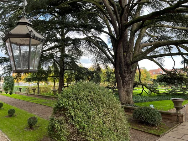 Parktaki yaşlı ağaç lambayla