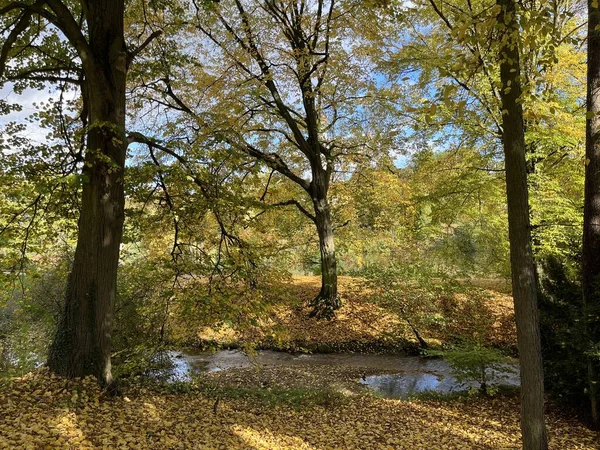 Nehirde sarı yapraklı ağaç; Bltter am See