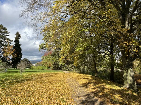 Nehirde sarı yapraklı ağaç; Bltter am See
