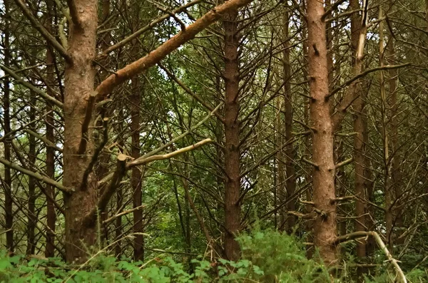 Träd Skogen — Stockfoto