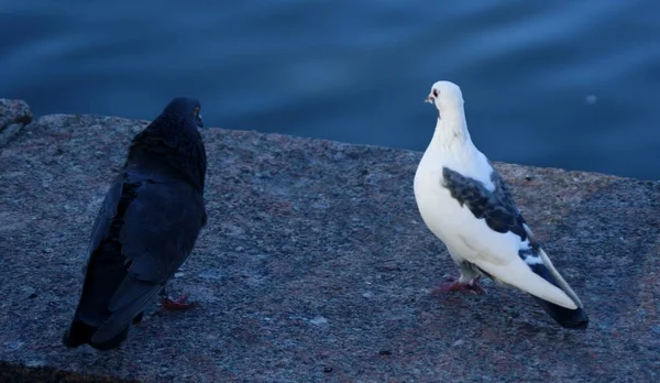 Black White Dove Stand Pier Look River —  Fotos de Stock