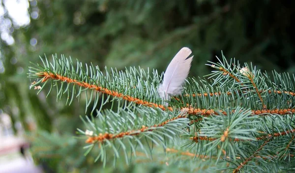 Small Bird Feather Tree Branch — стоковое фото