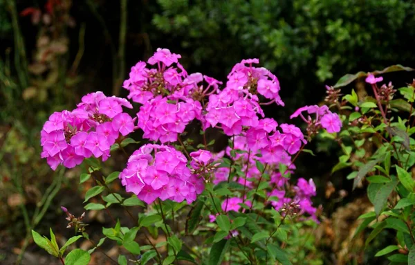Ein Schöner Strauch Aus Rosa Phlox Blüht Garten — Stockfoto