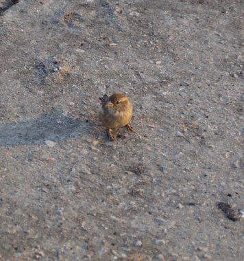 Şehirdeki küçük serçe düşünceli bir şekilde kenarda duruyor.