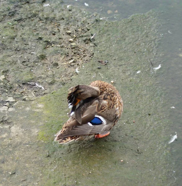 Canard Nettoie Amusamment Les Plumes Avec Son Bec Près Rivage — Photo