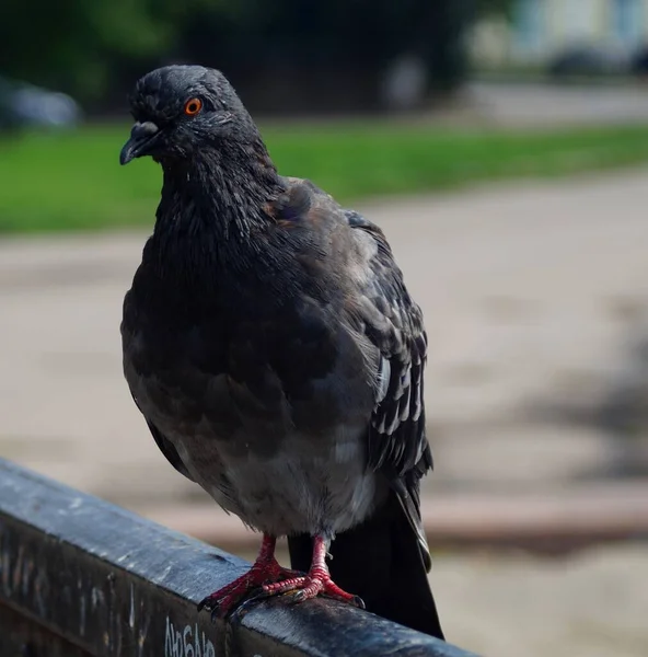 Mavi Güvercin Portresi Güvercin Demir Bir Tüneğe Oturdu Arkasını Döndü — Stok fotoğraf