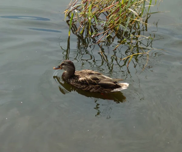 Μια Πάπια Mallard Που Κολυμπάει Στο Νερό Της Λίμνης Κοντά — Φωτογραφία Αρχείου