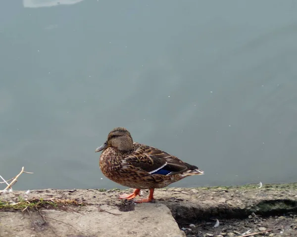 Bel Oiseau Dans Eau Sur Lac Été — Photo