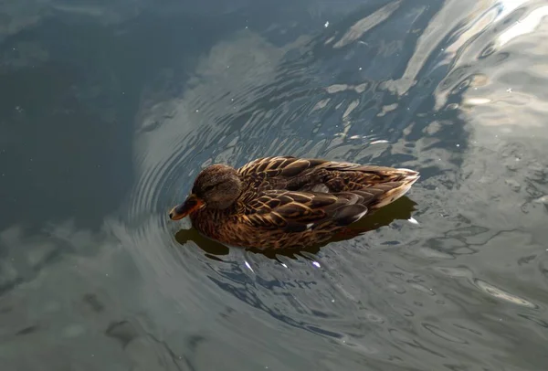 Canard Dans Étang Sur Lac — Photo