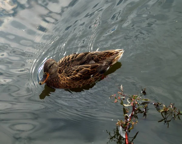 Oiseau Nage Dans Eau — Photo