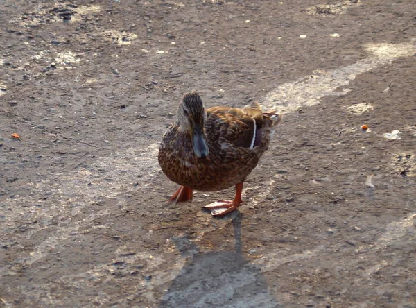 Divertido Pato Caminando Tierra Seca — Foto de Stock
