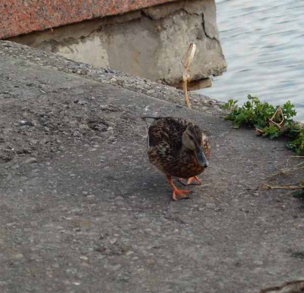 Canard Mignon Marche Sur Jetée Près Rivière — Photo