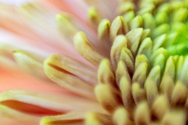 Macrophotography close-up petals dahlia. Showing green and yellow petals with a pink pastel bokeh.