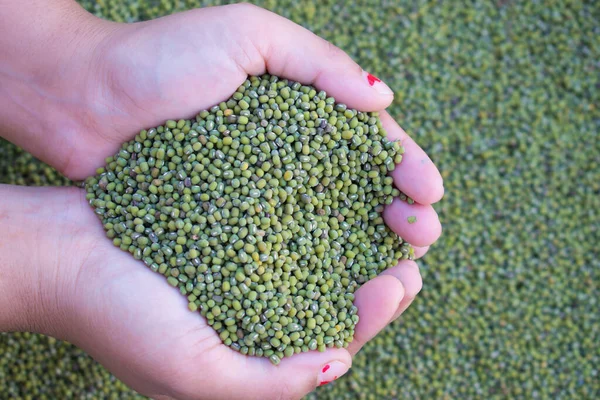 Organic Green Gram Mung Beans Hand Blur Mung Background India — Stok fotoğraf