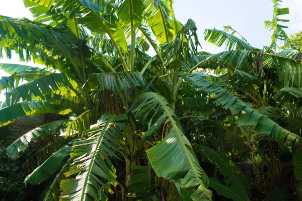 tropical banana leaf texture in garden, abstract green leaf,  nature dark green background