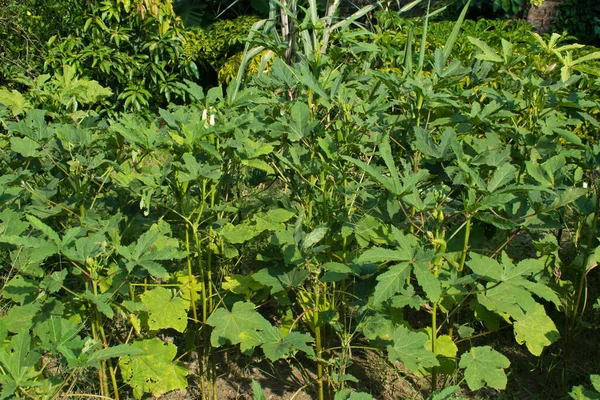 Fresh Bhindi Lady Fingers Okra Green Vegetable Abelmoschus Esculentus Flowers — Stock fotografie