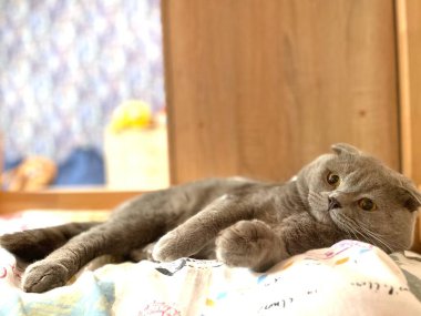 Cat animalcule animal nice cute 